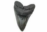 Fossil Megalodon Tooth - South Carolina #239812-1